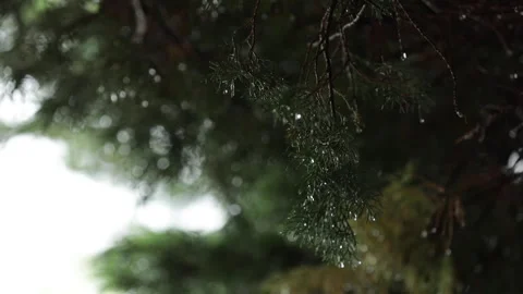 Rain falls on a pine tree. Stock Footage 148054897