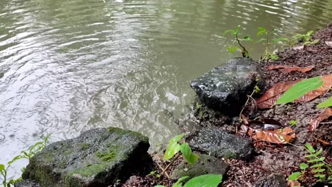 The rain that falls on the pond Video stock 218998179