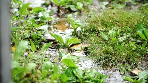 Rain falls in puddles super slow motion - green grass and weeds Stock Footage 106341724