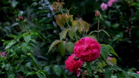 Rain falls on a rose Stock-Footage 336843017