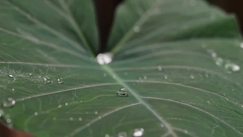 Rain falls in slow motion on a tropical leaf, with water droplets scatterin.. Video stock 289531513