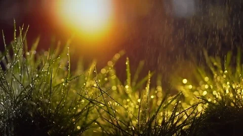 Rain falls at sunset on grass or plants.river. close up. water drops on grass Stock Footage 128109094
