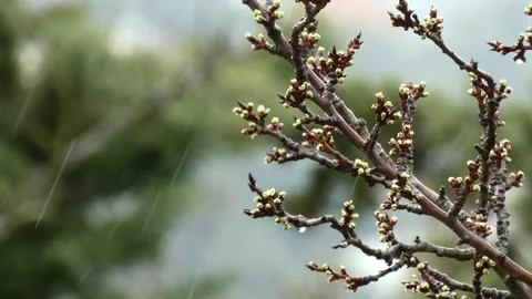 Rain falls on the tree branches, blurred green background. Static close-up shot. Stock-Footage 263542533
