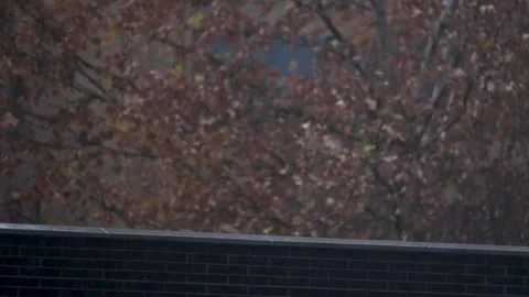 Rain falls on the trees on an autumn day Stock Footage 259221692