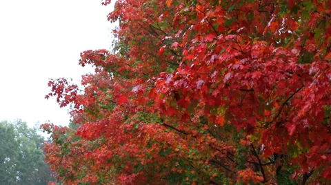 Rain Falls on Trees with Autumn Leaves Stock Footage 35722101