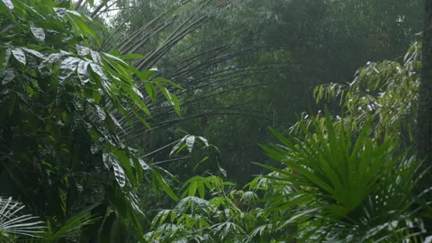 Rain falls on the trees of a botanical park in Chengdu with big trees, in China Stock Footage 231818420