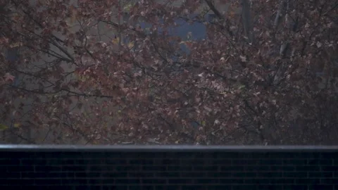 The rain falls on the trees Stock Footage 259221695