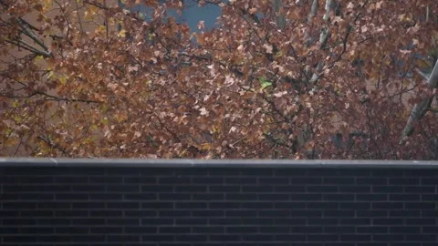 Rain falls on the trees on a winter day Stock Footage 259221696