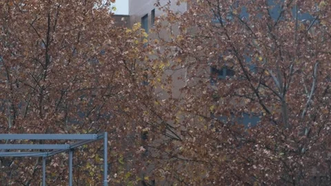 Rain falls on the trees on a winter day Stock Footage 259221705