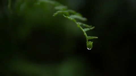 Rain falls upon a fern Stock Footage 153409220
