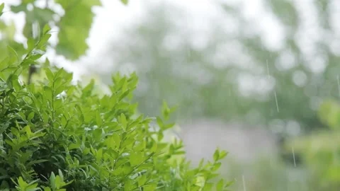 Rain falls on vegetation. Drops of rain fall on the leaves of plants, outline Video stock 261221039