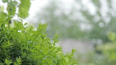 Rain falls on vegetation. Drops of rain fall on the leaves of plants, outline Stock-Footage 262770635