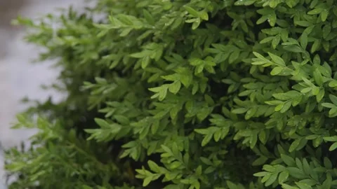 Rain falls on vegetation. Drops of rain fall on the leaves of plants, outline Stock Footage 263730143