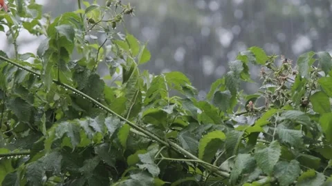 Rain falls on vegetation. Drops of rain fall on the leaves of plants, outline Stock Footage 264949357