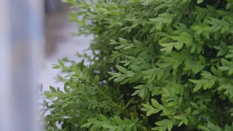 Rain falls on vegetation. Raindrops falling on plant leaves, close-up. Green Video stock 261221102
