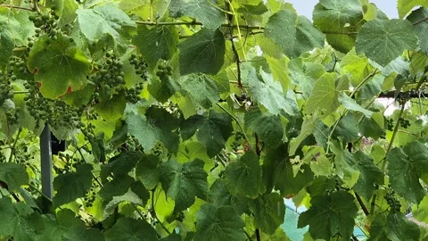 Rain falls on the vineyards Stock Footage 316684696