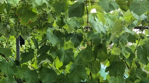 Rain falls on the vineyards Stock Footage 316691219