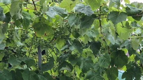 Rain falls on the vineyards Stock Footage 316841770