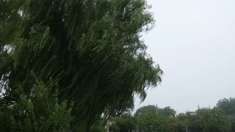 Rain falls on a weeping willow in the streets of Beijing, in China Stock Footage 231670118