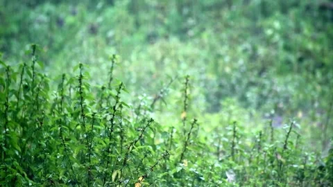 Rain falls on wild plants Stock Footage 264058342