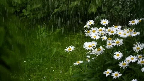 The rain fell on the chamomile plants Stock Footage 148751144