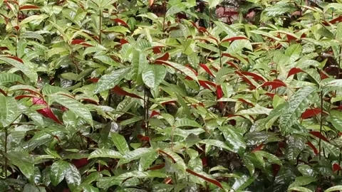 The rain fell on the leaves Stock Footage 154646491