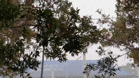 The rain that fell so hard and caused the trees to sway Stock Footage 204069662