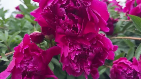 As rain fell softly, the peony bud became a tiny masterpiece Stock Footage 321153564