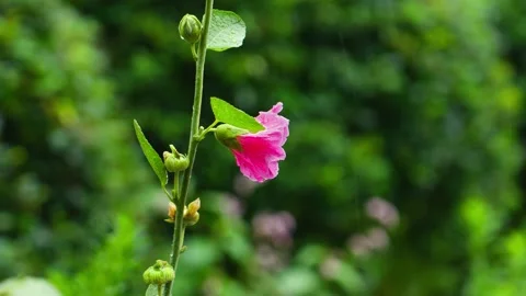 Rain fell on the surface of the green leaves and flowers Stock Footage 236883996