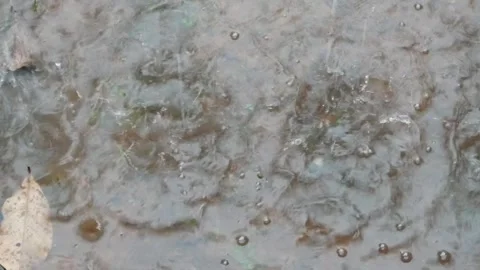 The rain that fell wet the streets Stock Footage 306741398