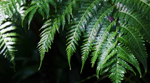 Rain on a fern Stock Footage 55754221