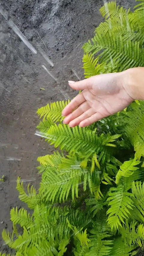 Rain / fern Stock Footage 140757030