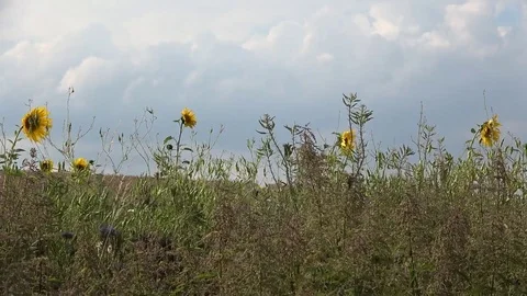 Rain in the field. Soon it will rain. Stock Footage 92632090