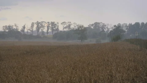Rain in Field at Sunset. Spikelets of Wheat in Rain Weather. Yellow Golden Wh Stock Footage 114503929