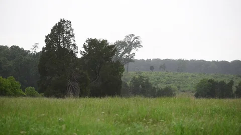 Rain field tree line Stock Footage 76231691