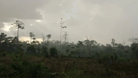 Rain on a field with young trees, in Ivory Coast Stock Footage 221532477