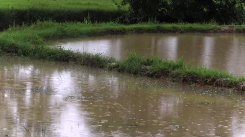 Rain-filled agricultural fields during monsoon season Stock-Footage 336532622