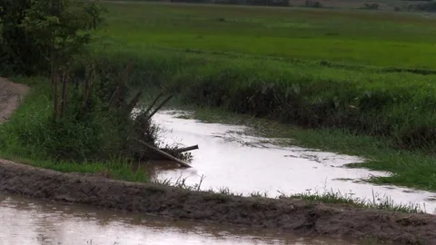 Rain-filled irrigation canal beside green farmland Vídeo Stock 336532757