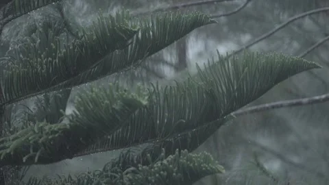 Rain on Fir Tree 2 Stock Footage 187958344
