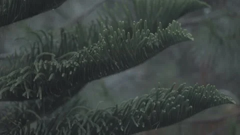 Rain on Fir Tree Stock Footage 187958334