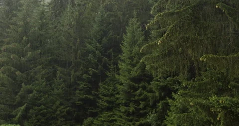 Rain in Fir Tree Forest Stock Footage 221044920