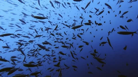 Rain of fish while diving Stock Footage 258653776