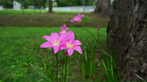 Rain flower blooming on the ground Stock Footage 52458759