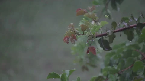 Rain on flower close up Video stock 49462388