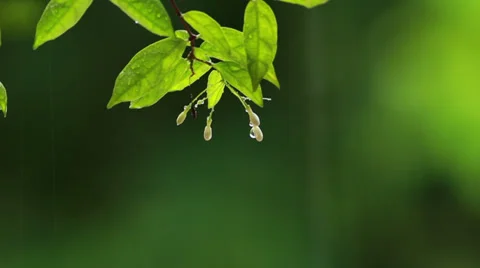 Rain On Flower Stock Footage 34494385