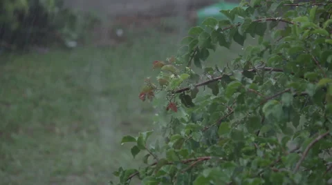 Rain on flower Video stock 49462053