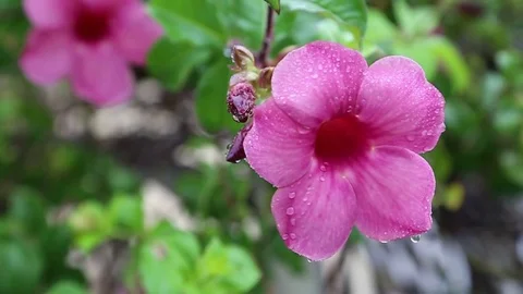 Rain Flower Stock Footage 79453009