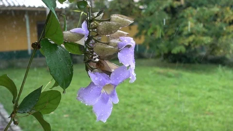 Rain Flower Stock Footage 109451112
