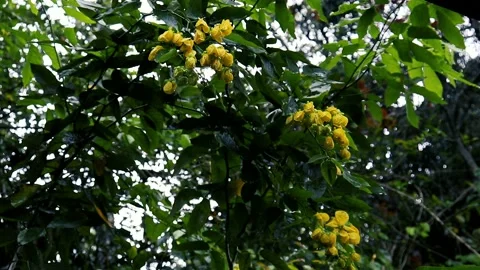 Rain in the flower garden. Light Rain Falling On Tree Leaves, soft rain Vídeos de archivo 238698531