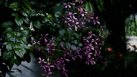 Rain in the flower garden. Light Rain Falling On Tree Leaves, soft rain Stockbeeldmateriaal 238719953